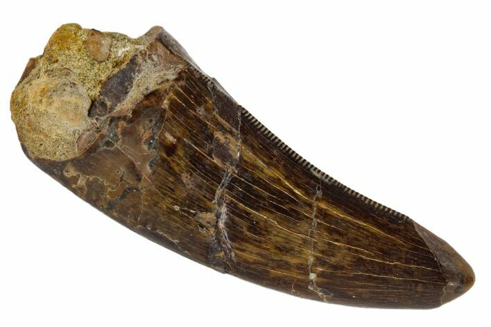 Serrated, Tyrannosaur Tooth - Judith River Formation, Montana #114008